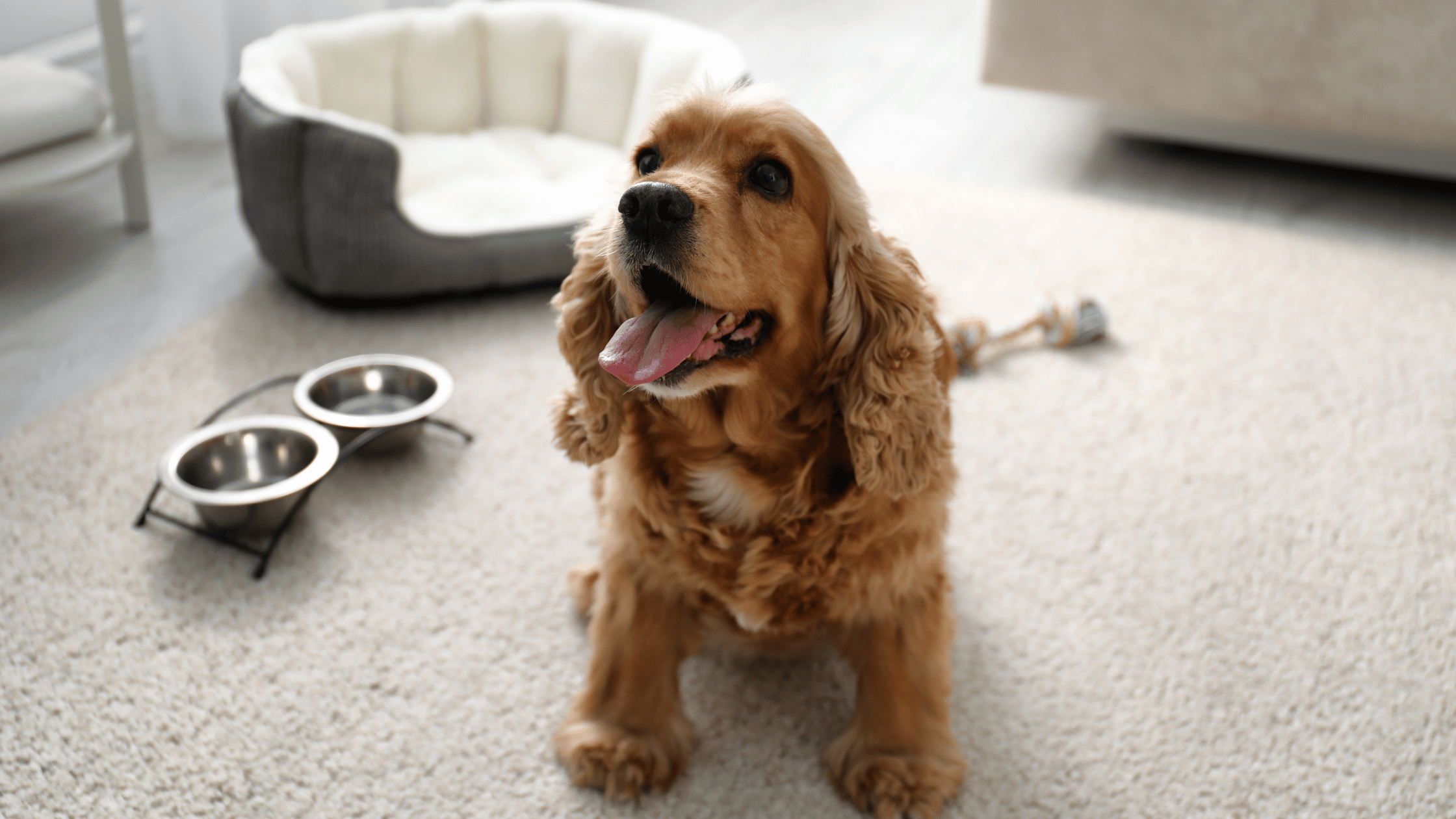 Affitti brevi pet friendly